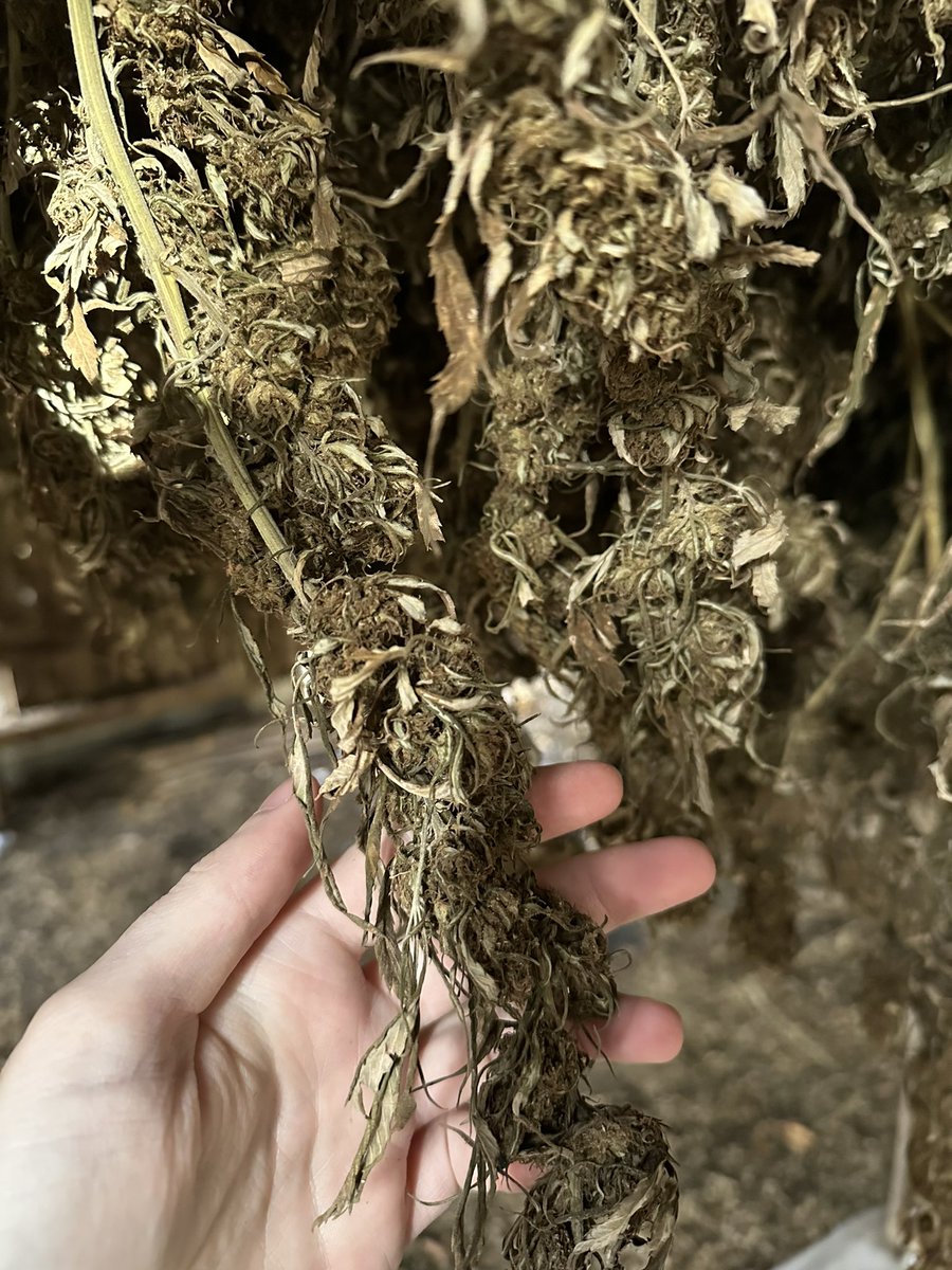 CornbreadHemp's tweet photo. The hemp was hung in the barn with care, in hopes that the Cornbread Black Friday Sale soon would be there… 🌽🍞🎅🏼 #kentucky #blackfriday #organic #holidays #cornbreadhemp https://t.co/W0gAwpkHCB