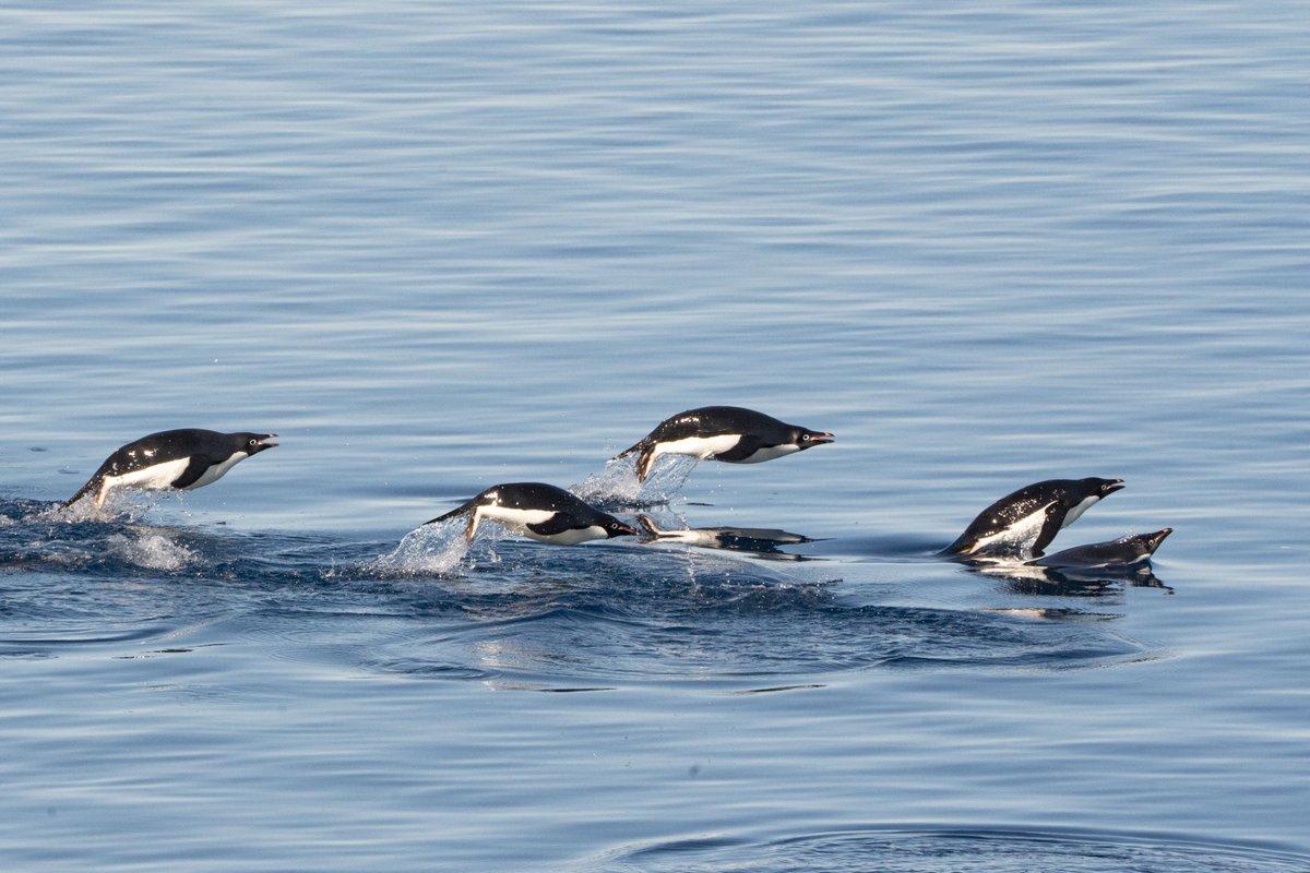 Flying Adelie penguins this morning off Paulet Island.