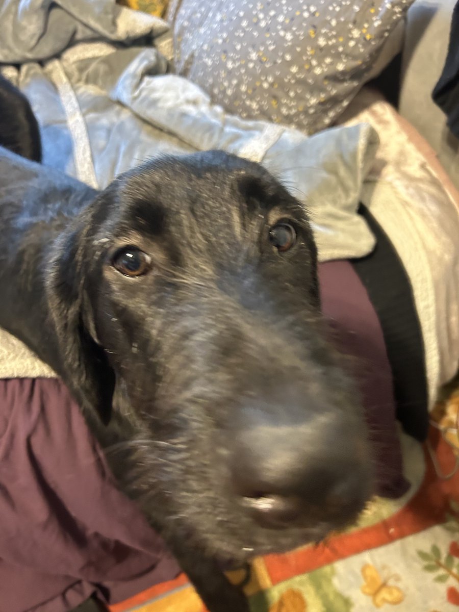 WetShapes's tweet photo. 🛑 STOP 🛑 

THIS IS A ✨BOOP-THE-SNOOT✨ CHECKPOINT 

PLEASE BOOP ACCORDINGLY 🫵🏻 https://t.co/1xjYH66nug