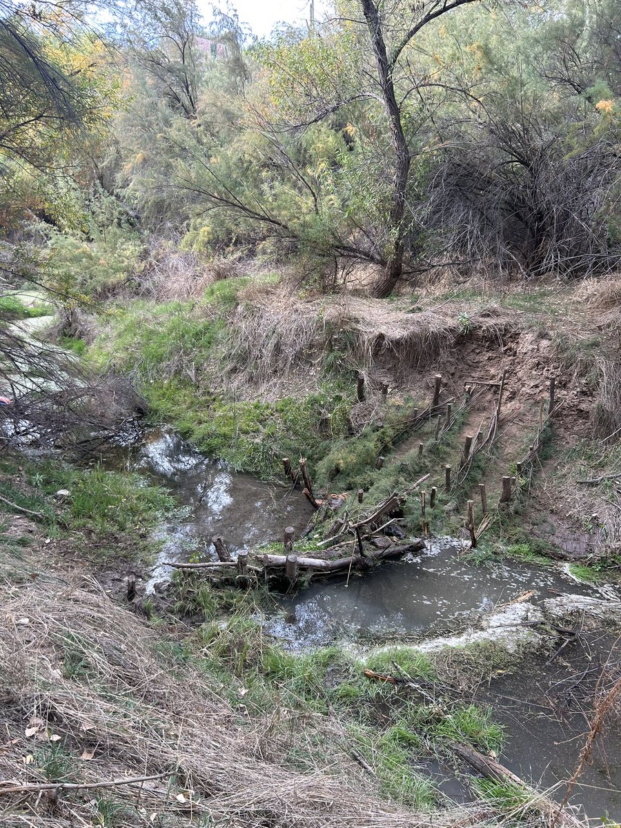 LauraxWasHere's tweet photo. Beautiful day exploring successful 1-year-old #BDAs by @azgfd & last pic is new #beaverdam π¦«proving that if you build it, they will come! #bethebeaver #nids π π§πͺ¨πͺ΅ #sticksnstones π₯° https://t.co/du3BkzoUSR