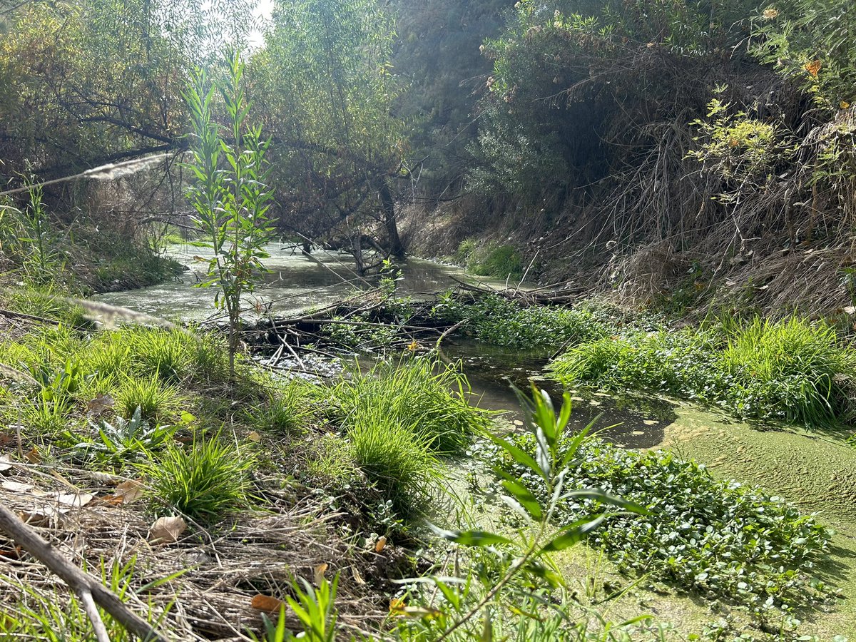 LauraxWasHere's tweet photo. Beautiful day exploring successful 1-year-old #BDAs by @azgfd & last pic is new #beaverdam π¦«proving that if you build it, they will come! #bethebeaver #nids π π§πͺ¨πͺ΅ #sticksnstones π₯° https://t.co/du3BkzoUSR
