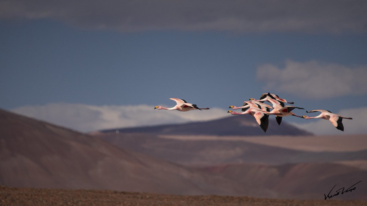 peucovargas's tweet photo. Es un privilegio verlos volar https://t.co/mfVnLTetRe