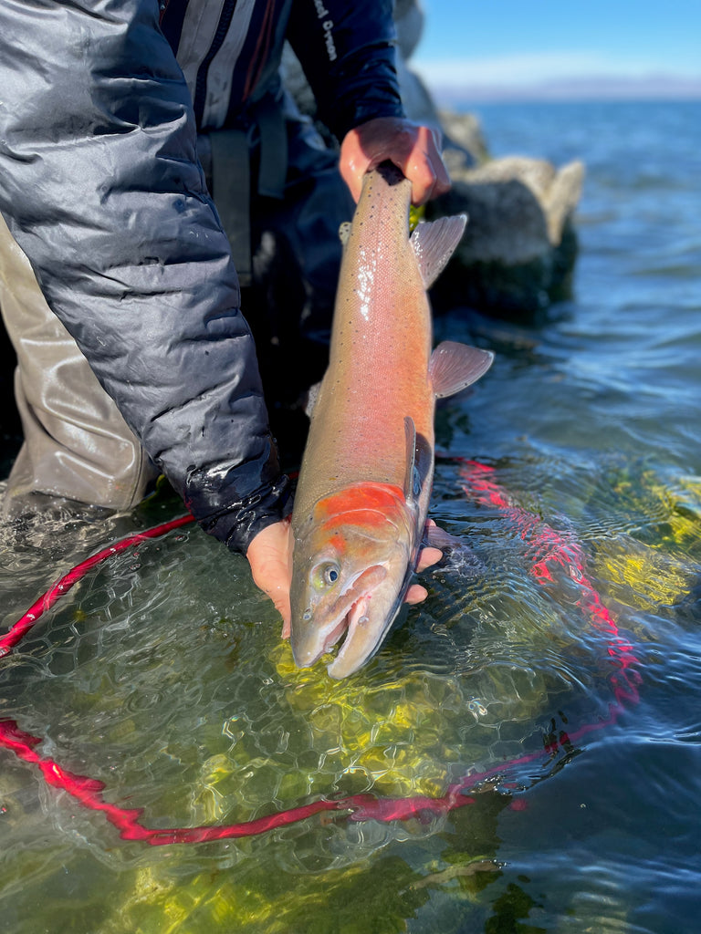 Top 10 Fly Fishing Rivers/Lakes in Nevada and Why to Go ffipodcast.com/blogs/news/top… Nevada might be more famous for its desert landscapes and the glitz of Las Vegas, but it also offers unique and often overlooked fly fishing...