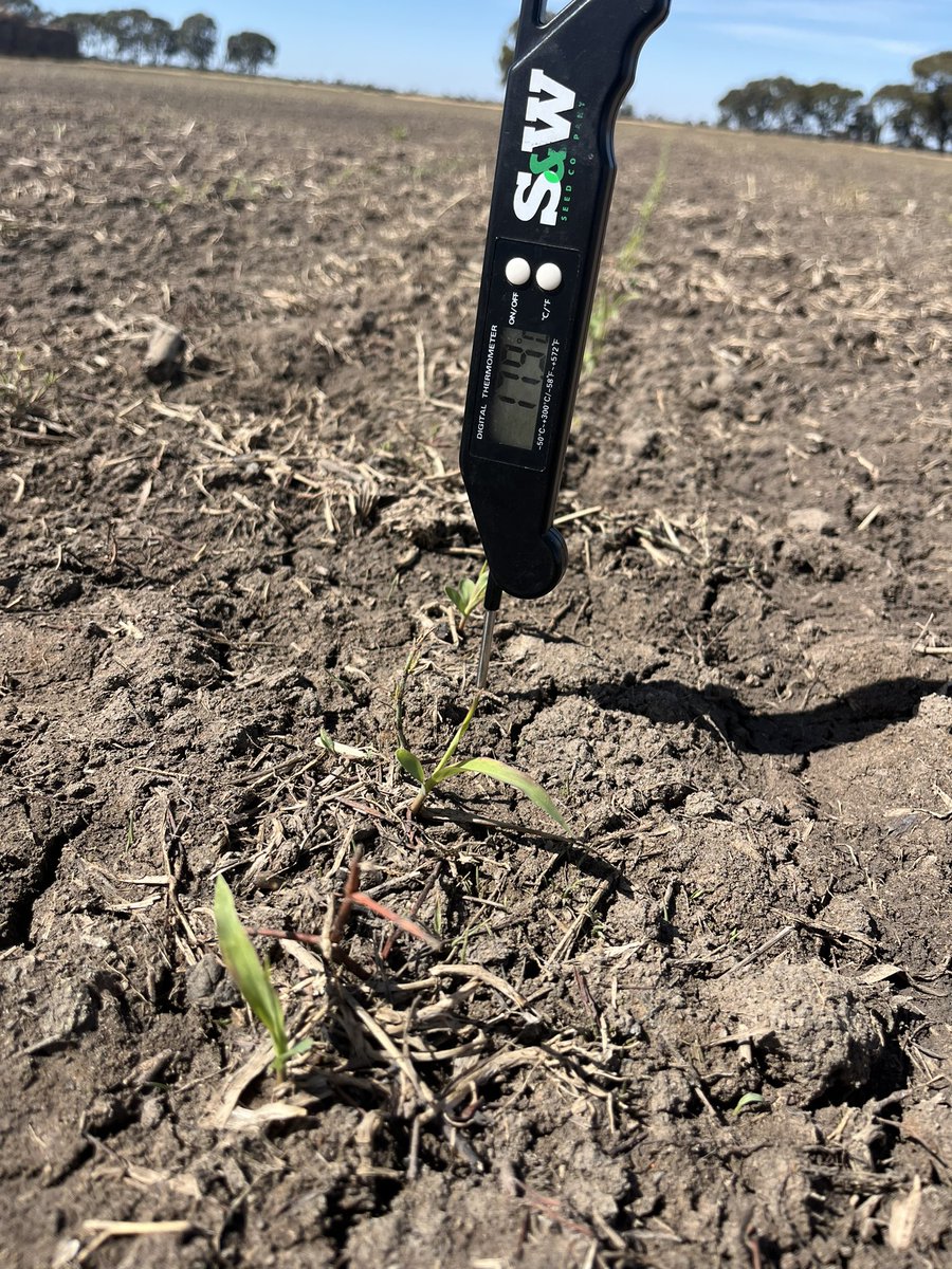 Miranda Rose tweet media