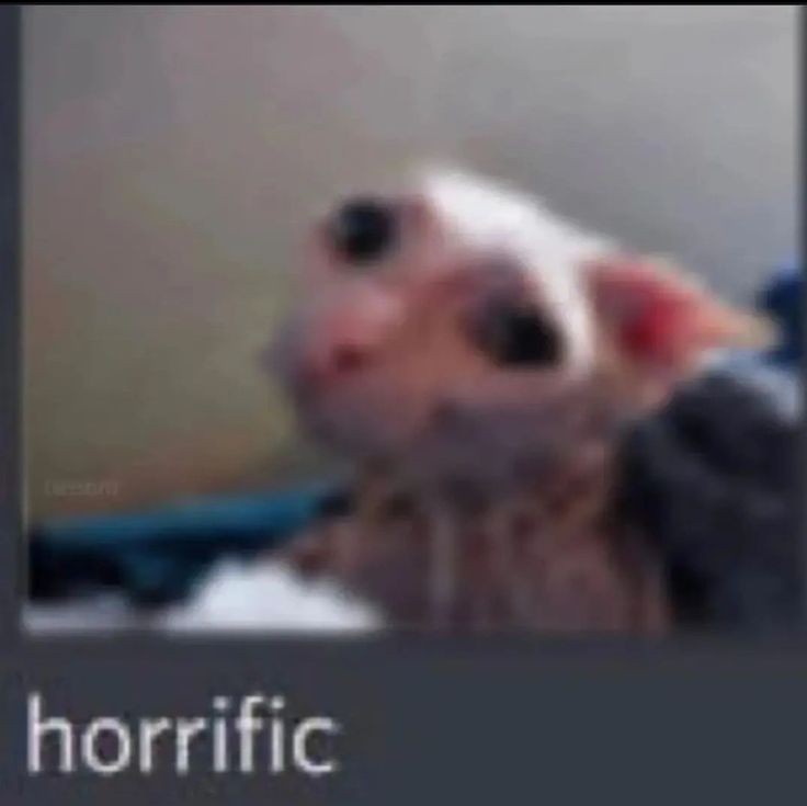 ᅟᅟᅟ ׄ ׅ 𝑑𝐢𝐚𝐧𝐚 𝖈αrgıll ’ (@nextsuccesslon) on Twitter photo 