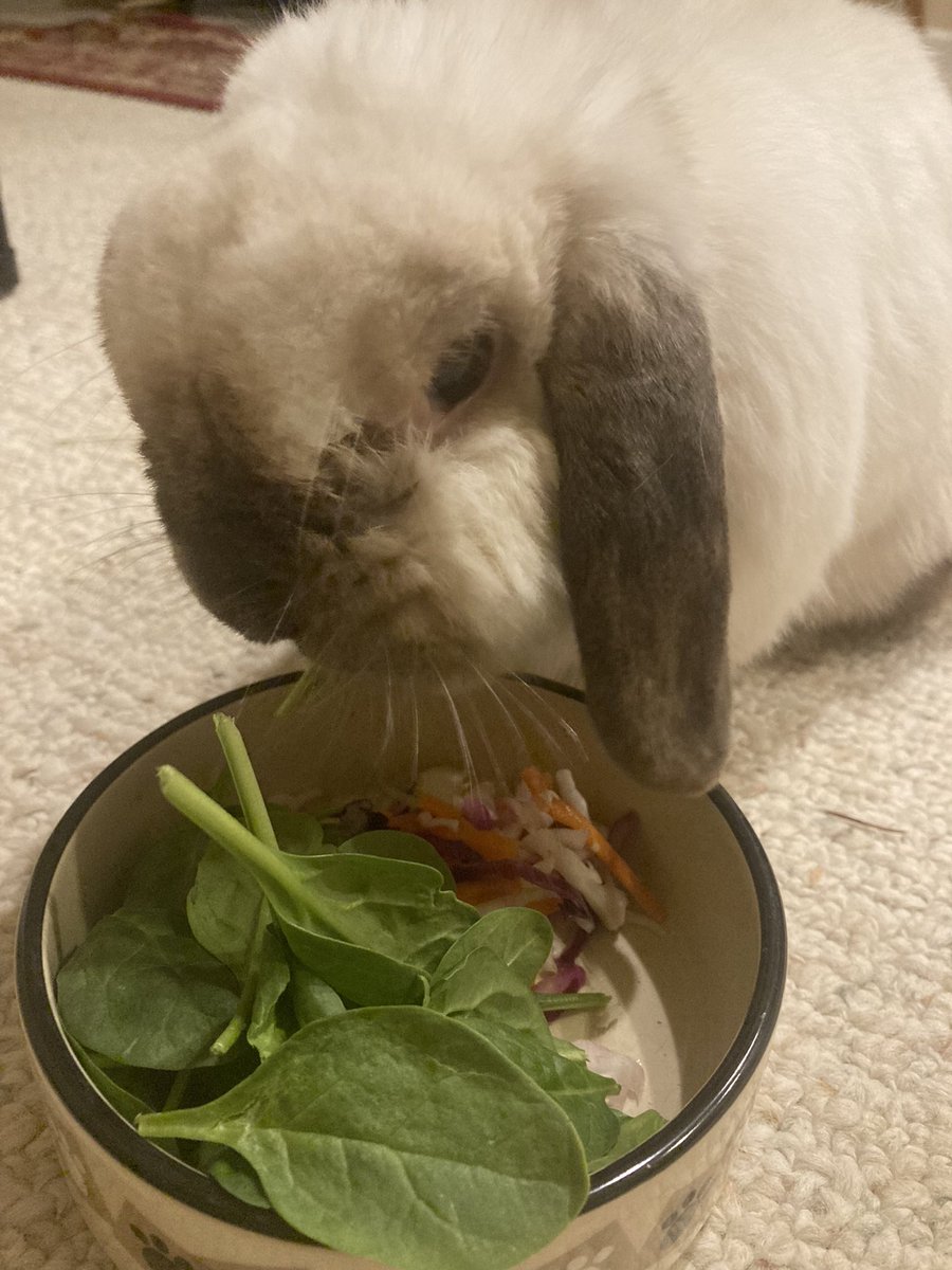 RlaJason's tweet photo. Meet Oliver, our 10yr old dwarf 
Holland lop.  

His bad eyesight may result in him blindly bumping face-first into things on occasion, but he still enjoys a treat of fresh veg https://t.co/Khqll4Q0ja