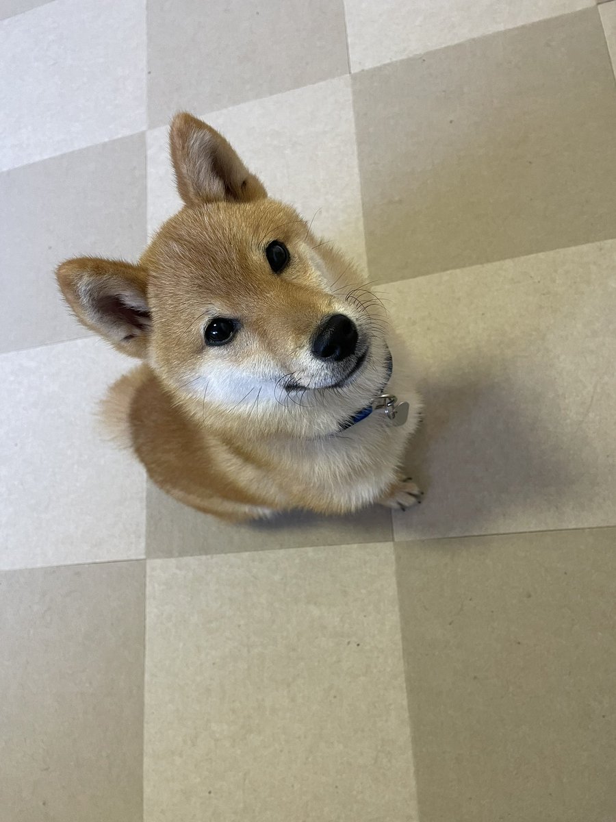 ごはんまだ？
#豆柴 #柴犬 #柴犬のいる暮らし #犬好きさんとつながりたい