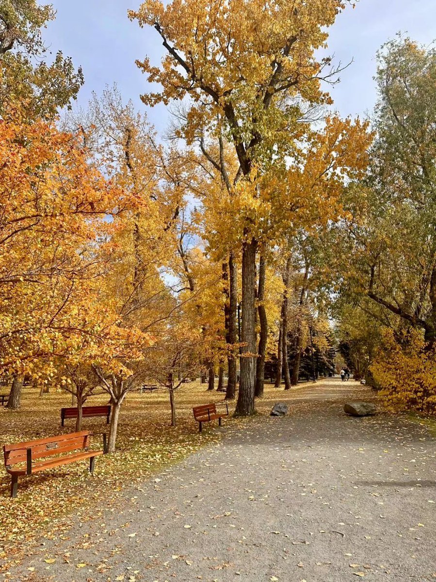 ramirezruby32's tweet image. Falling leaves, like the subtle changes in life, can't help but make people sigh. They seem to bear traces of time, quietly telling us that time is passing and life is gradually disappearing.