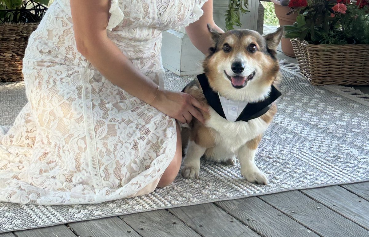 Bowiethegoodboy's tweet image. Our dearest Ralphie went over the rainbow bridge in early September.  Our special boy with the biggest heart and brightest spirit is missed so much.  You will be in our hearts forever. 
  #CorgiCrew #CorgiLover #dogsoftwitter