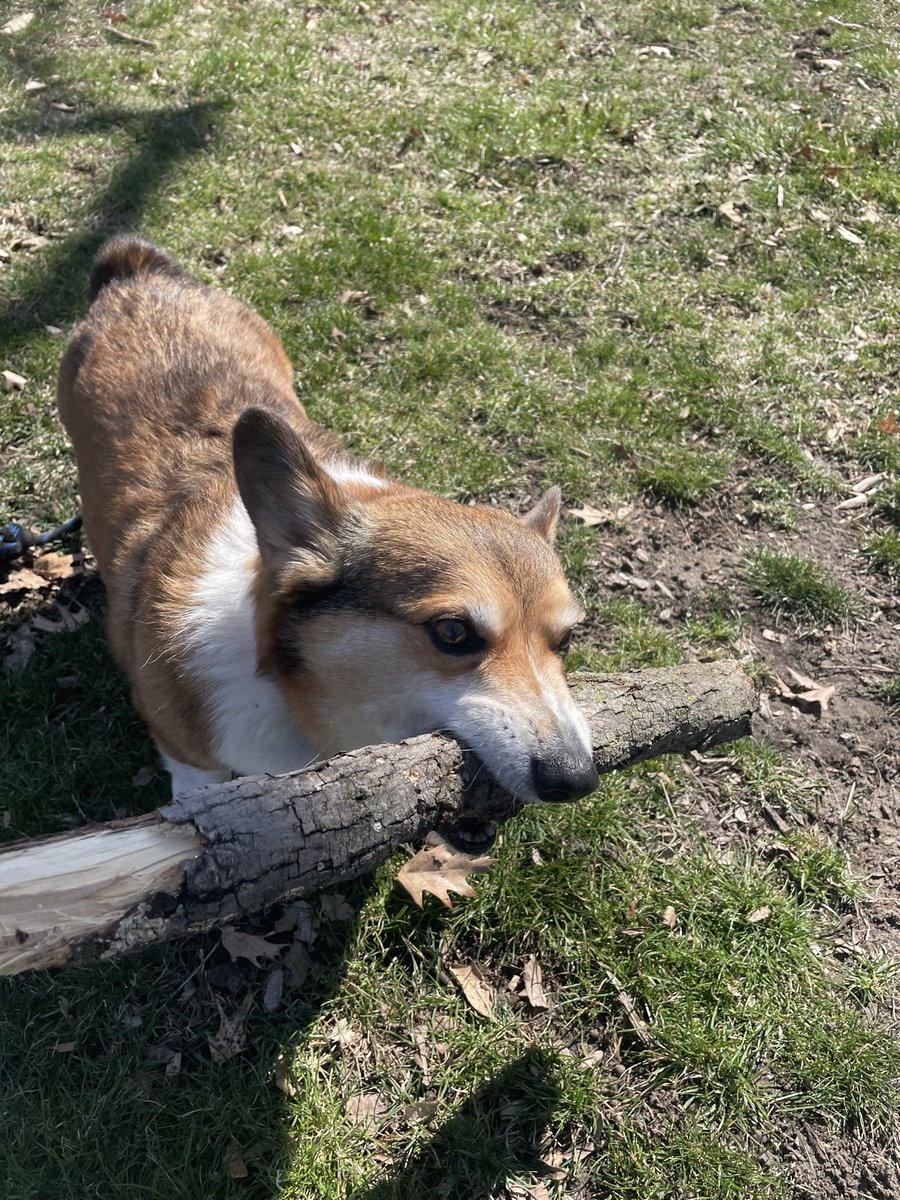 Bowiethegoodboy's tweet image. Our dearest Ralphie went over the rainbow bridge in early September.  Our special boy with the biggest heart and brightest spirit is missed so much.  You will be in our hearts forever. 
  #CorgiCrew #CorgiLover #dogsoftwitter