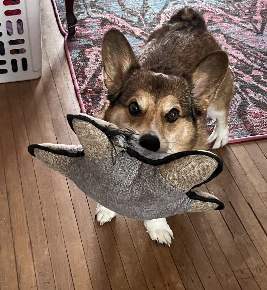 Bowiethegoodboy's tweet image. Our dearest Ralphie went over the rainbow bridge in early September.  Our special boy with the biggest heart and brightest spirit is missed so much.  You will be in our hearts forever. 
  #CorgiCrew #CorgiLover #dogsoftwitter