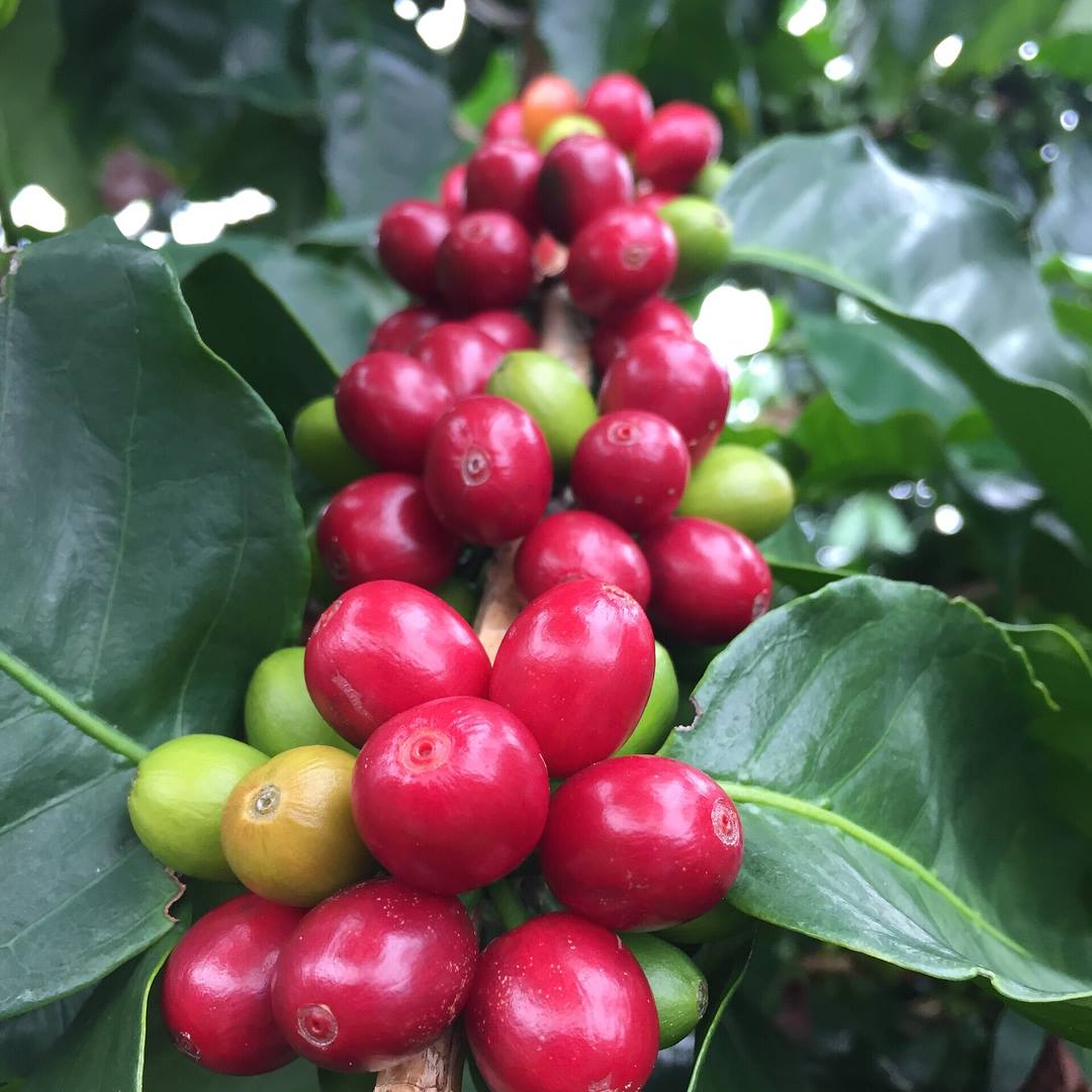 Spotted! At world-renowned World Coffee Championships <a href="/ATOTaipei/">ATO Taipei</a> with #WUSATA supported <a href="/HCA_Coffee/">Hawaii Coffee Ass'n</a> in Coffee Roasting Competition! Visit the exciting competition in Taiwan and see high-quality U.S. products utilized by the best of the best from all over the world.
<a href="/USDAForeignAg/">Foreign Ag Service</a>