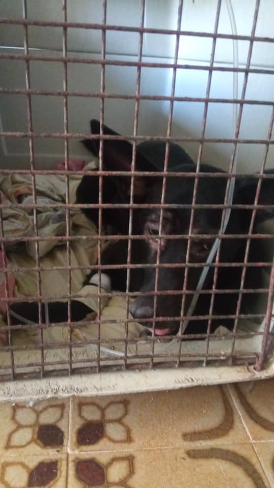 Lamentablemente el CDI de la zona no cuenta con camaras para identificar al delincuente.
Hacemos un llamado de atención al ministerio público, al Fiscal General de la República para tomar medidas que cesen estos actos delictivos que ponen el riesgo a los animales #ccs #montalban