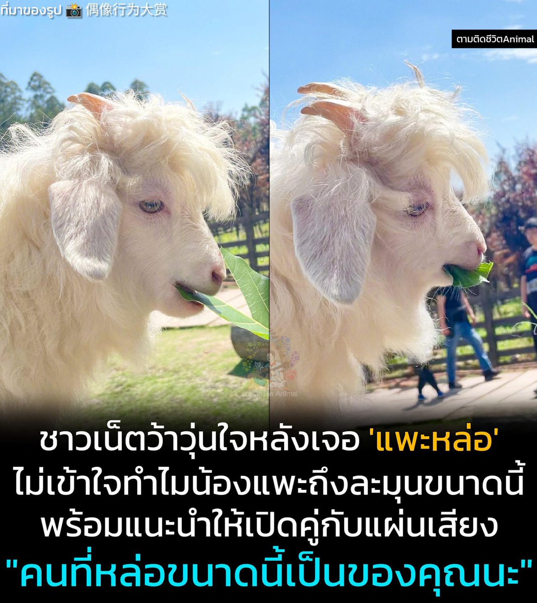 🎀 น้องฟาร์ม แบะแบะ tweet media