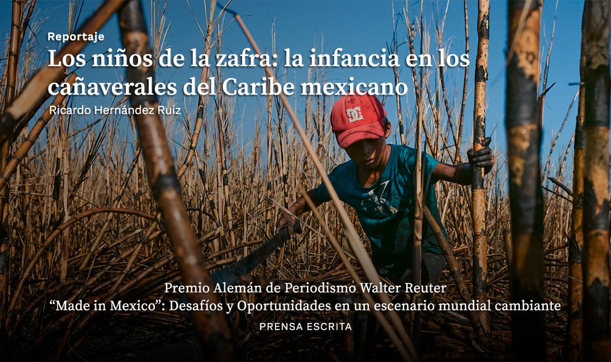 Gatopardocom's tweet photo. Una vez más este año, un texto de @ricardonoseque, con fotografías de @jpampudia, es galardonado. 

"Los niños de la zafra" se lleva mención honorífica en el @premioreutermx.

¡Felicidades! https://t.co/dY7zTAWyPt