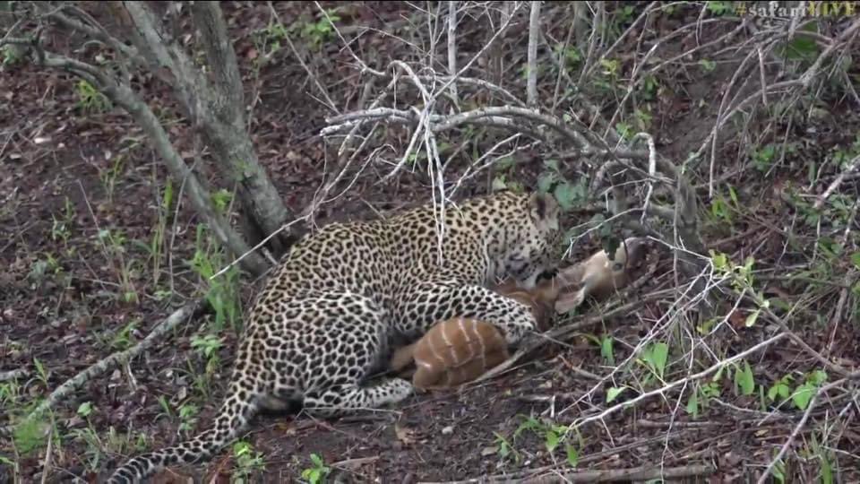 MichaeFleetwood's tweet photo. 7 yrs ago: what started as an idyllic morning with @jamiepaterson4 & the Royal Family (Karula, Xongile, & Hosana) turned into a raw moment when the Queen caught a nyala lamb & her eager son took over, eventually killing the lamb by breaking its back while dragging up a bank https://t.co/KnftLtRxqM