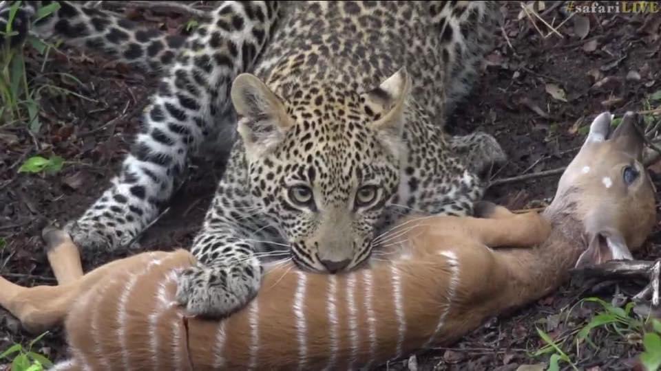 MichaeFleetwood's tweet photo. 7 yrs ago: what started as an idyllic morning with @jamiepaterson4 & the Royal Family (Karula, Xongile, & Hosana) turned into a raw moment when the Queen caught a nyala lamb & her eager son took over, eventually killing the lamb by breaking its back while dragging up a bank https://t.co/KnftLtRxqM
