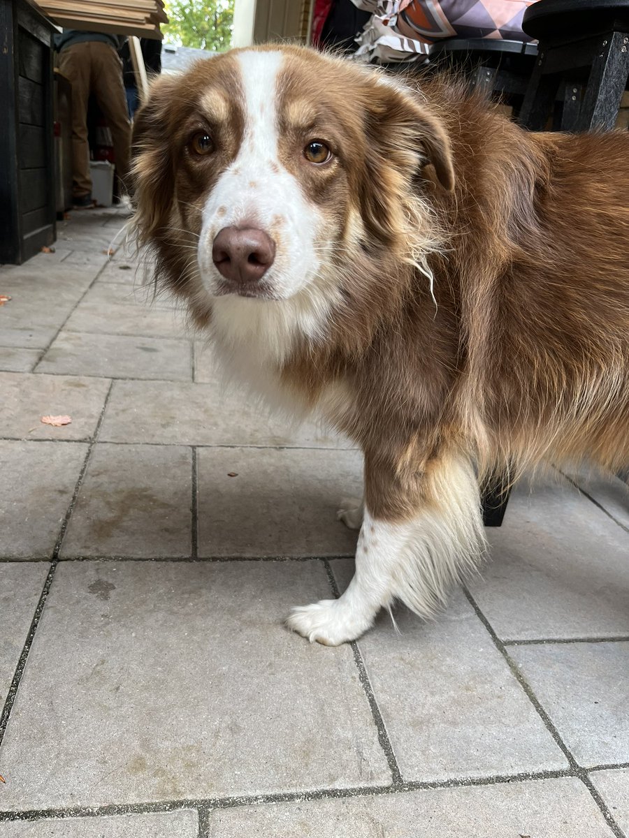 T.Bruckschwaiger tweet media