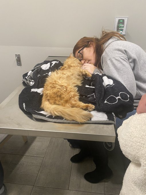 Had to put my oldest boy down tonight. I held his paw and told him how amazing he was until the end.