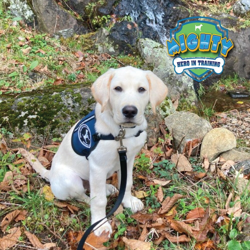 dogsbetterlives's tweet photo. At 16 weeks old, DBL #ProgramPuppy 🐾 Mighty is thriving, weighing in at a sturdy 29.8 pounds. His training game is strong, tackling commands like "drop it" without treats and perfecting loose leash walking and polite greetings. 

#assistancedog #servicedog https://t.co/xLzZtbGB43