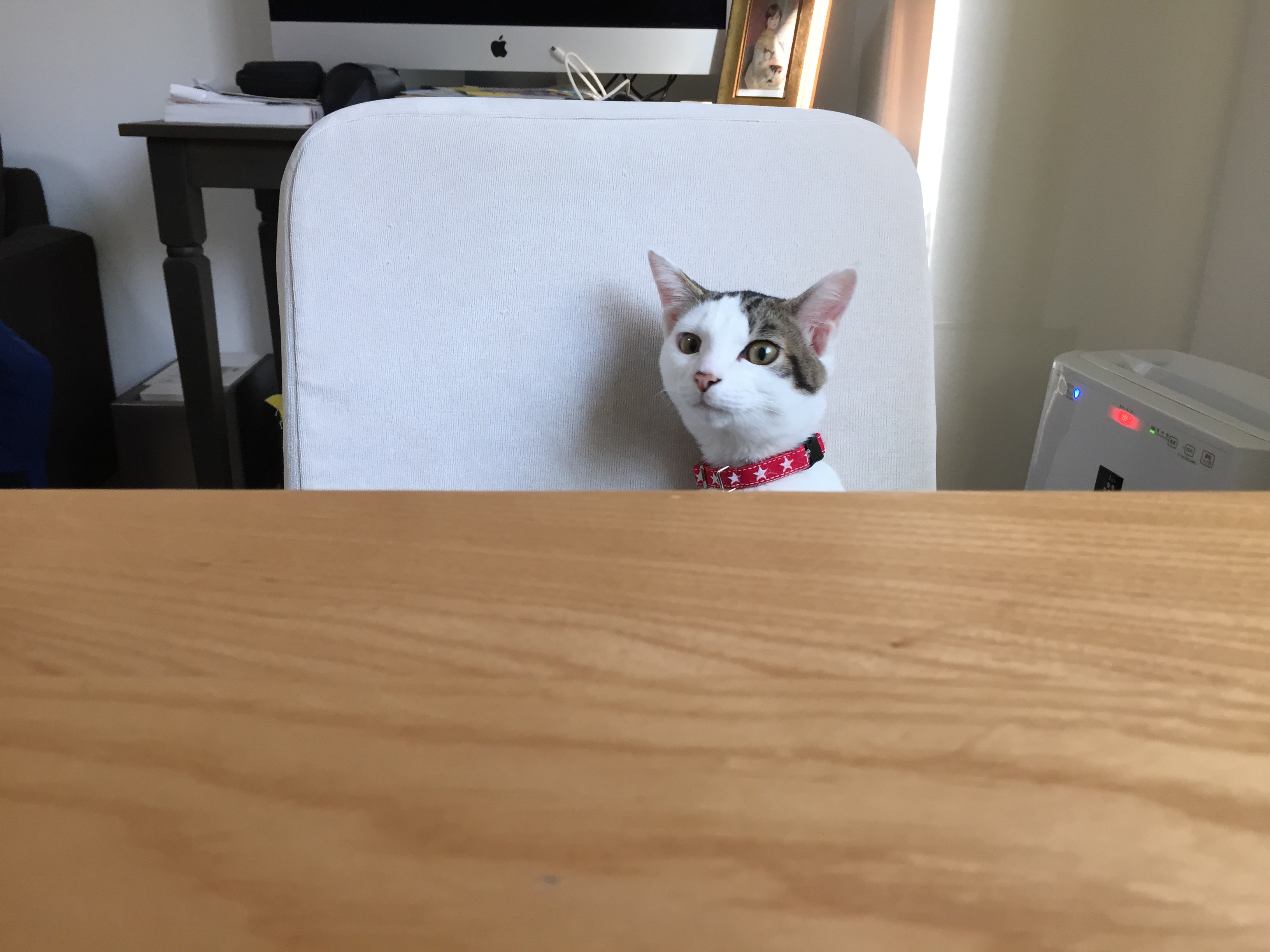 猫アレルギーだけど猫飼ってます - Search / X