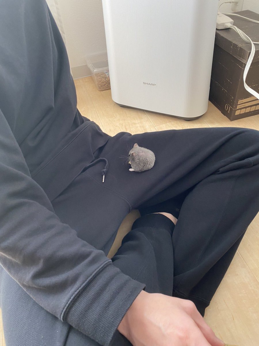 entachiryouin's tweet photo. これは人間が急いでいる時に限ってゆっくり菓子を召し上がるハムスター https://t.co/5jKRZ07YXR