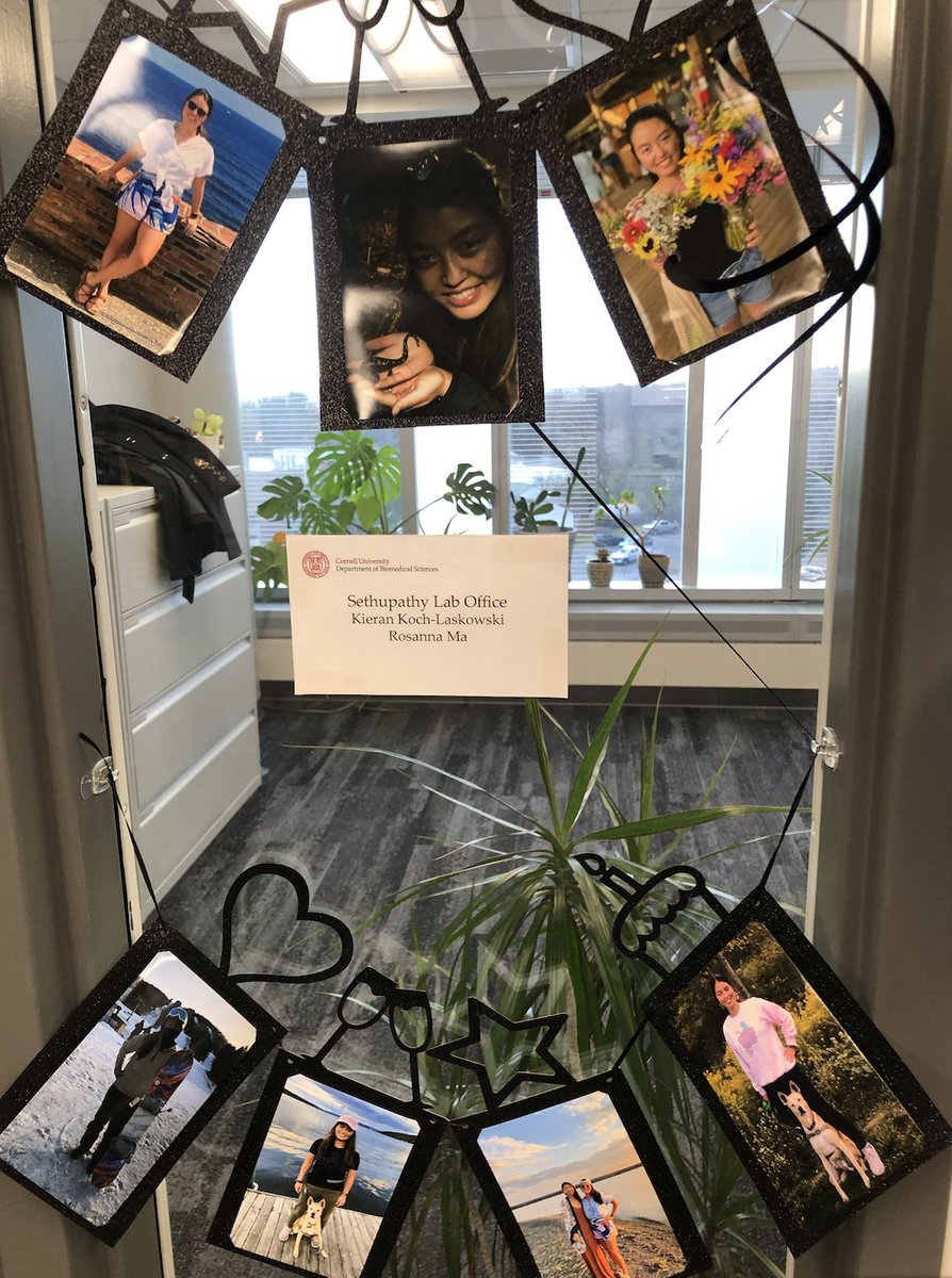 PraveenSethup's tweet photo. Congrats to @K_hyphen_L on an outstanding thesis defense!!  She re-invented herself from neuroendocrinologist to functional genomicist in four years, exhibiting remarkable perseverance, resilience, and brilliance along the way.  @Cornell @cornellvet @Cornell_BBS @CornellOISE https://t.co/4kbBiEZg6J