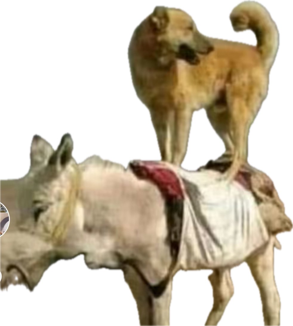 عندما يصعد للقمة من لايستحق
فأعرف أن من رفعه حمار