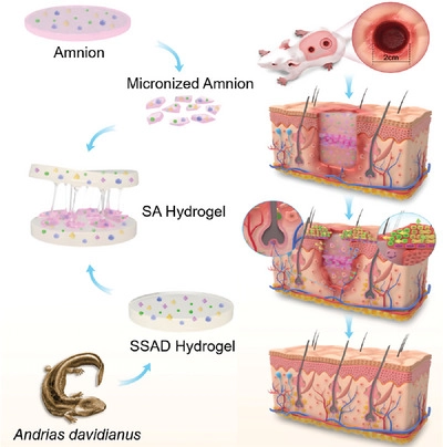 AggregateOA's tweet photo. New Research Article🔬
"Efficient scarless #skin #regeneration enabled by loading micronized #amnion in a bioinspired adhesive #wound dressing" by Yu Shrike Zhang, Ping Ji & Ximu Zhang et al. @shrikezhang @harvardmed @WileyBiomedical #scarless
Check👉https://t.co/wVKePjQIl7 https://t.co/IoMHm0zQrZ