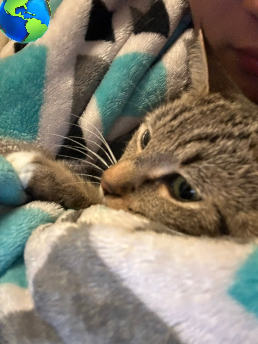 besameow's tweet photo. small break to show my cat who likes to pretend she hates my hugs but cuddles closer https://t.co/mWEIB4yFI1