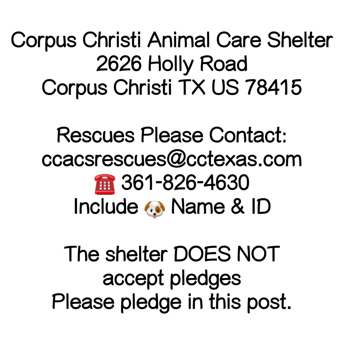 Dubs4Mutts's tweet photo. #AdoptDontShop
🐶 Bailey #A351113
1yr 48 lbs HW BDL
Adopted as🎄🎁 &amp; dumped at #CorpusChristiTX 😭
‼️TBK tomorrow 11/16‼️
Playful &amp; social w/🐕 in playgroup. Loved to do zoomies💨 around the yard. Anxious but friendly w/staff. Walks well on leash &amp; knows basic commands
Please 🔥 https://t.co/rsyVJeJs4Z