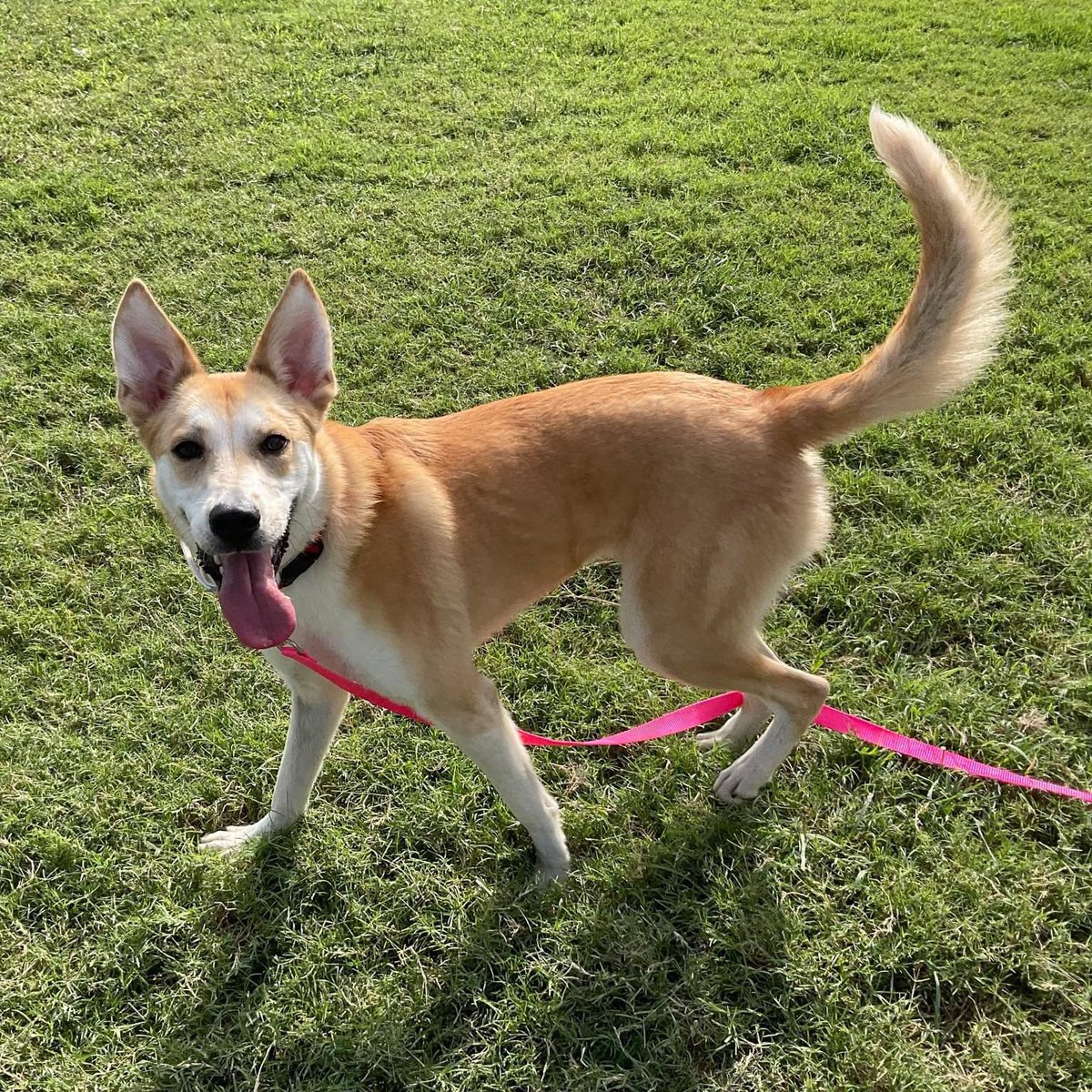 Dubs4Mutts's tweet photo. #AdoptDontShop
🐶 Bailey #A351113
1yr 48 lbs HW BDL
Adopted as🎄🎁 &amp; dumped at #CorpusChristiTX 😭
‼️TBK tomorrow 11/16‼️
Playful &amp; social w/🐕 in playgroup. Loved to do zoomies💨 around the yard. Anxious but friendly w/staff. Walks well on leash &amp; knows basic commands
Please 🔥 https://t.co/rsyVJeJs4Z