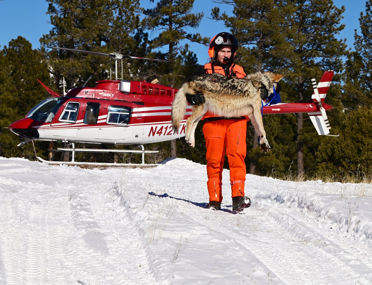 azgfd's tweet photo. discusses what it's like to work in the wild with an endangered species, taking you season by season through what the wolf team does in a year.  Not a subscriber? As a special #WolfWeek treat...🧵👇 https://t.co/TXdAmN0tSA
