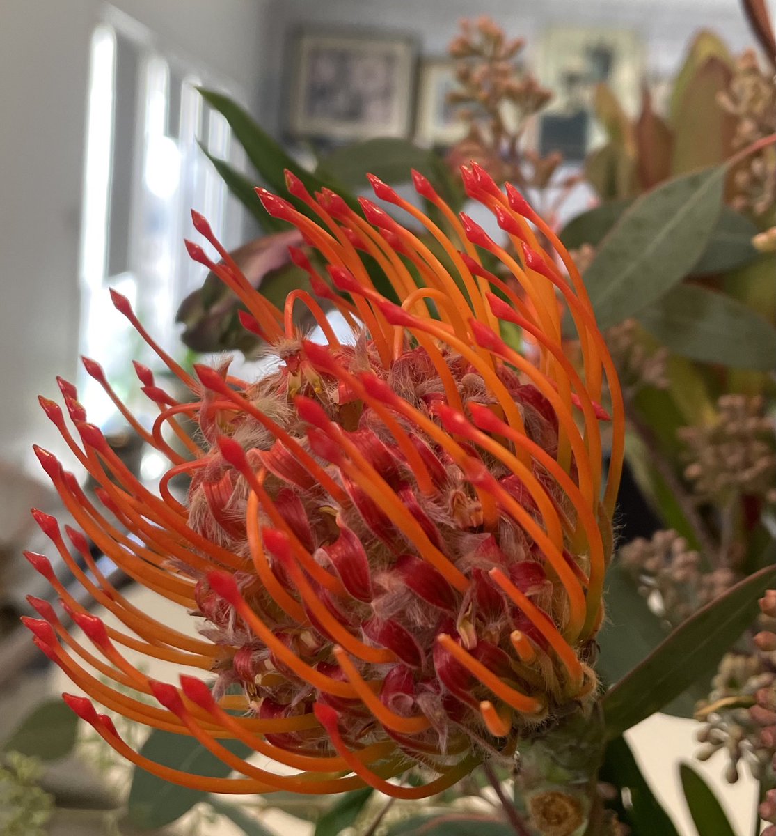 TomilkinaDesign's tweet photo. pincushion protea flowers are so beautiful #protea #proteaflowers #puncushion #proteadesign #proteaarrangment #floraldesing #protealinocut #protealinoprint #proteadrawings #proteaprint #inktd #etsytomilkinadesign https://t.co/Uwvx8feIOZ