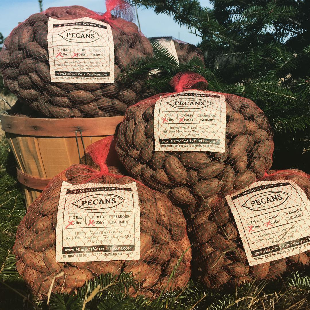 hvtreefarm's tweet photo. 🐿The past couple weeks have been nutty getting the pecans harvested. Pecans are now available in-shell and cracked. 🐿
Purchase in-person, or online at https://t.co/k3vEkIMD1h...
Pecan Hours:
Thursday and Friday: 12 - 5 PM
Saturday and Sunday: 9 AM - 5 PM
#mogrownusa #eatMOnuts https://t.co/rgRUAggk3U