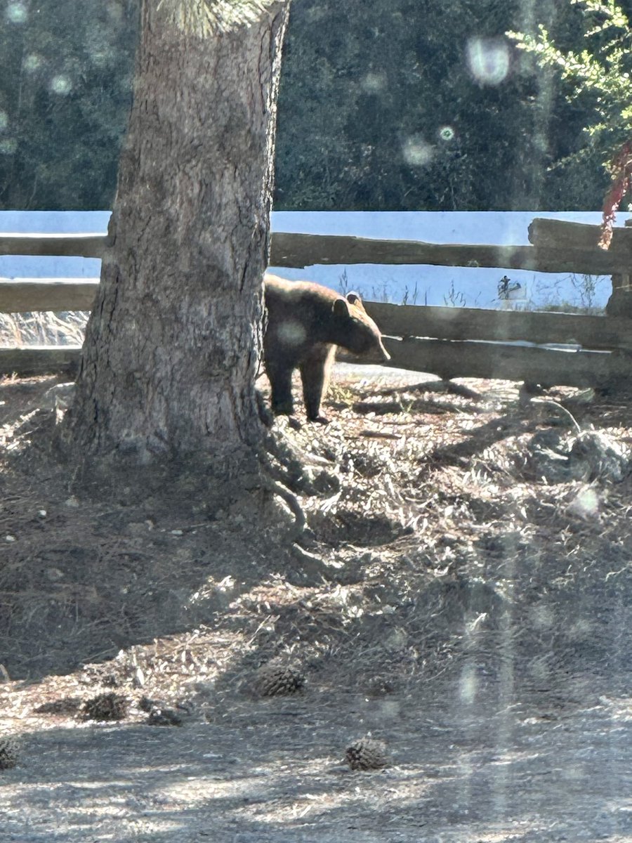 @KingsburyRUSD #ELOP students had a blast at Oak Tree Mountain, last They even encountered a bear!