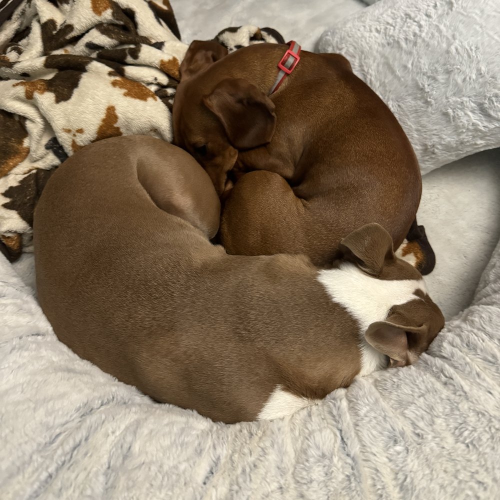 dragonblogger's tweet photo. Heinz and Pumpkin sleeping all Yinyang #dogs #bostonterrier #minidachshund #petsofdragonbloggers https://t.co/ZvmMADcAMM