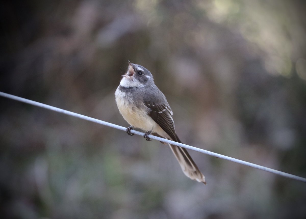 This lil darling is a #GreyFantail and is native to our area in #SouthWestWesternAustralia. Just on of the many species of birds that visit our property. We’re truly blessed with the #FloraAndFauna in which we’re surrounded. Hubby took this pic and has more to share.