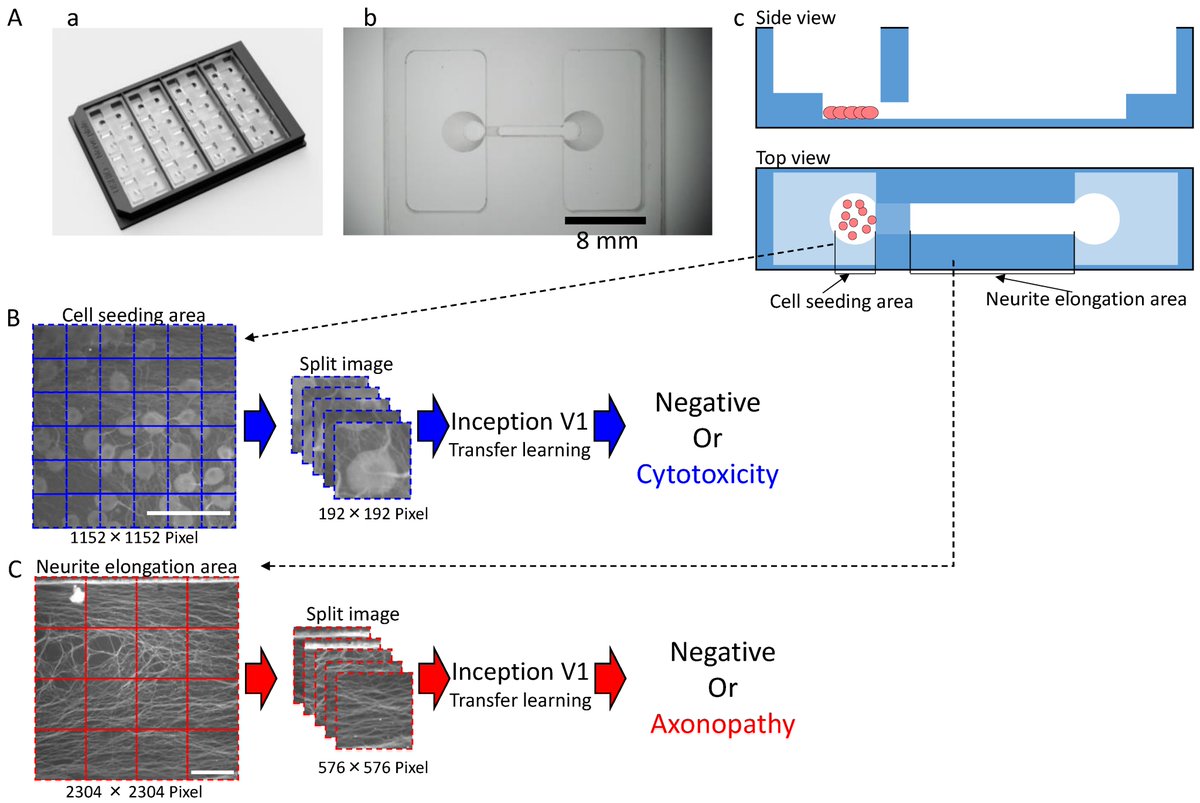 Toxics_MDPI's tweet image. 📌#Cover_Story of Volume 11, Issue 10:

🧠Induced Peripheral Neuropathy (CIPN) by Integrating a #Microphysiological_System (MPS) with Morphological #Deep_Learning of Soma and Axonal Images
📑View this paper: mdpi.com/2305-6304/11/1…
#chemotherapy #paclitaxel #oxaliplatin #suramin