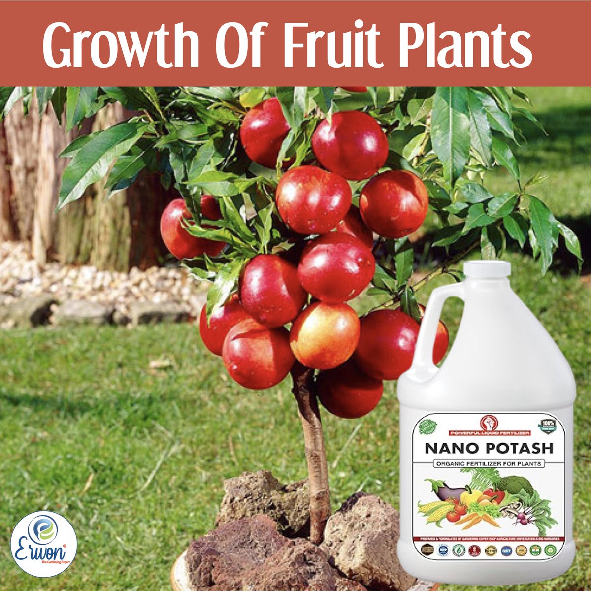 green_sansar's tweet photo. Buy Now:- https://t.co/AaSIegarsv
Erwon Nano Potash Organic Liquid Fertilizer Essential for Overall Growth of Plants. 
#erwon #Nanopotash #organicpotash #liquidpotash https://t.co/1bXZuC9I1R