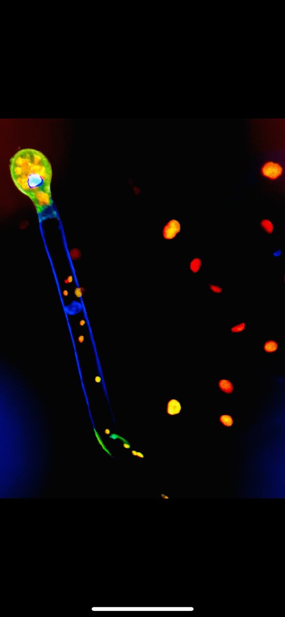 tim 🐈 tweet media