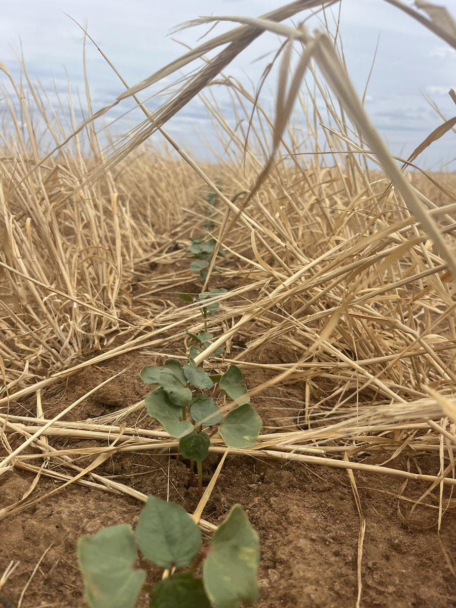 80inch cotton, semi irrigated into a barley cover crop. Cracking strike and and minimal thrip pressure/damage. #covercrop #cotton23 #80inch