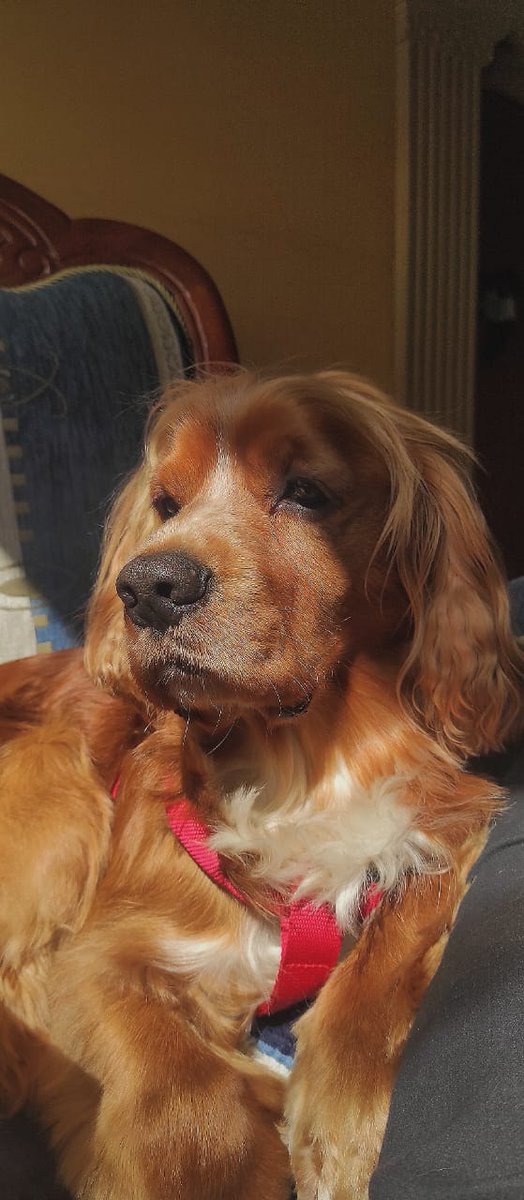 RubeenDar's tweet photo. "Sube una foto de tu mascota y el personaje en el que está inspirado su nombre" https://t.co/EAbK3vVavA