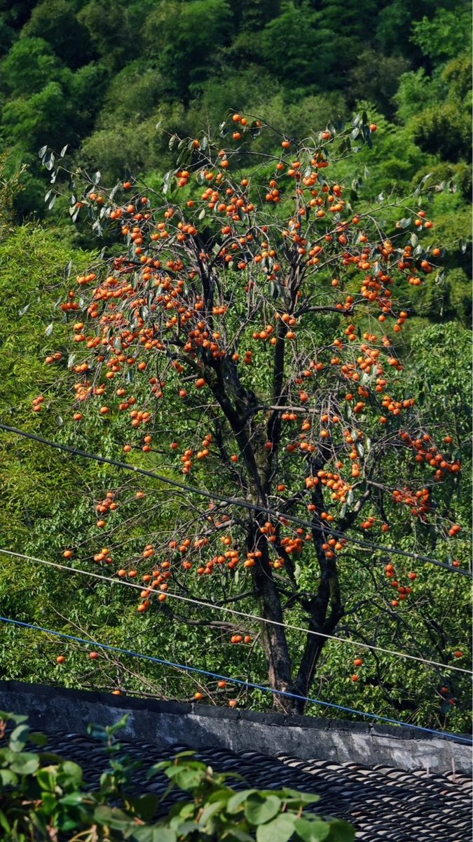 The persimmon is ripe, hanging on the branches like a heavy lantern, swaying in the wind. #Zhenhai #Ningbo #AutumnStyle
