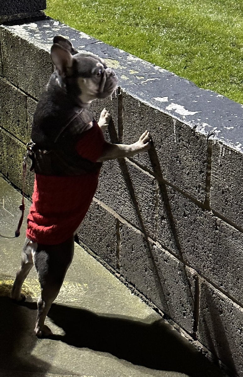 UpTheRavens's tweet photo. Florence intently watching @officialbrigg  v @thewelfare.
The Zebras won 5-1 in torrential rain. https://t.co/Z6c2wYsFVU