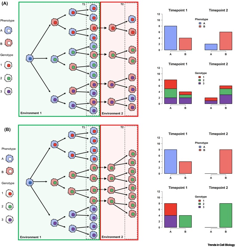 'Phenotypic noise and plasticity in cancer evolution' sciencedirect.com/science/articl…