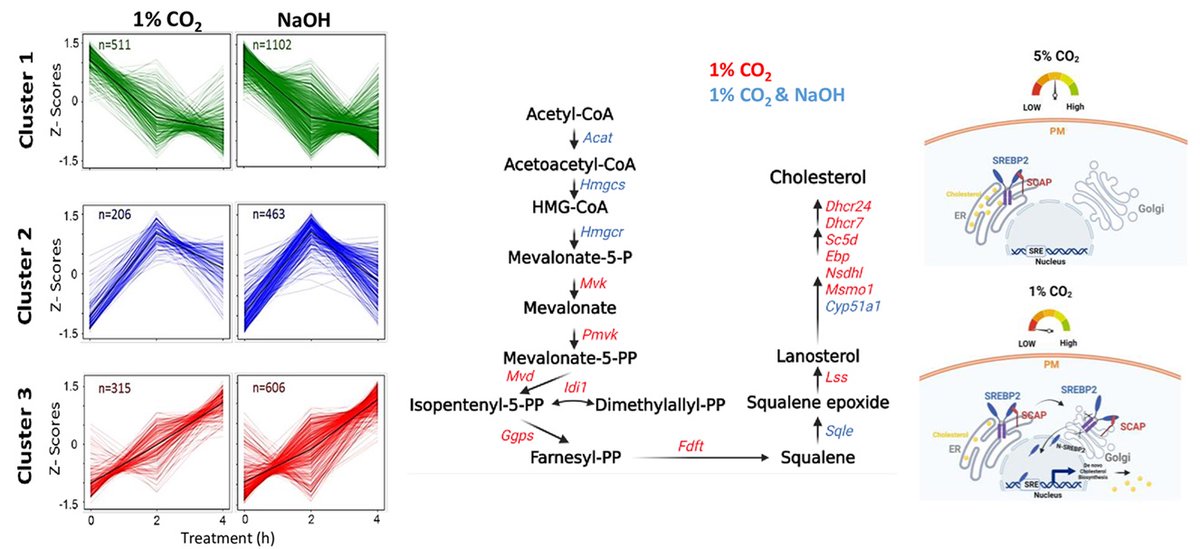 PLOS Biology tweet media
