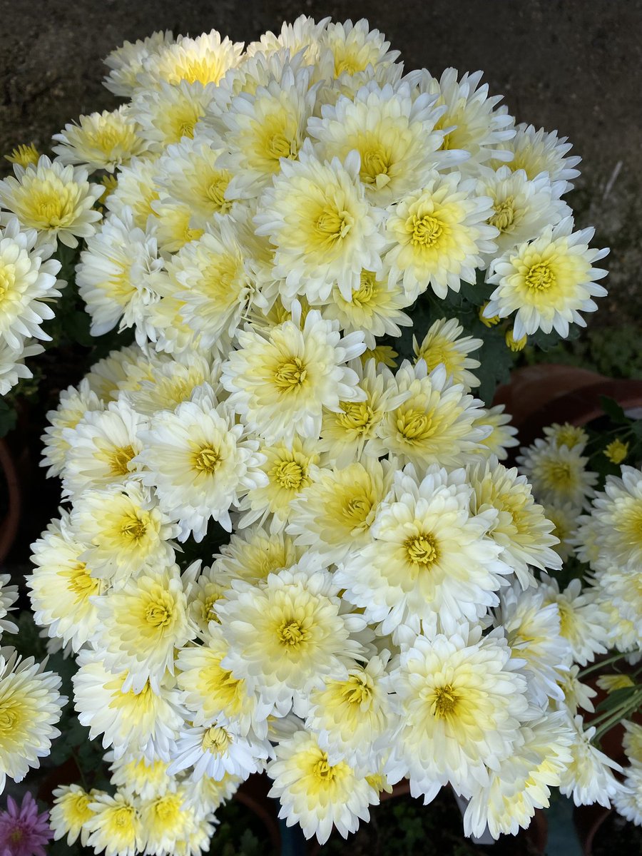 キク✨

秋の花ですねー♪
白と黄色で優しい色合いです☺️

今日も1日お疲れ様でした✨🌼✨

#キク 
#企業公式相互フォロー 
#企業公式がお疲れ様を言い合う