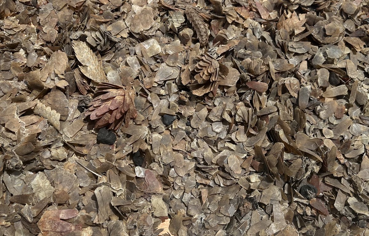 InecGhana's tweet photo. Exposing the #Pangolin Scale Trade.A Silent Crisis Unveiled! Each scale represents a life lost. It's time to act! Support stricter laws, raise awareness, demand ethical choices, be their voice and stand against this ruthless trade. Thank You @PangolinCrisis 🙏🏾   
📸: @nipany3_Gh https://t.co/2InMW8USbF