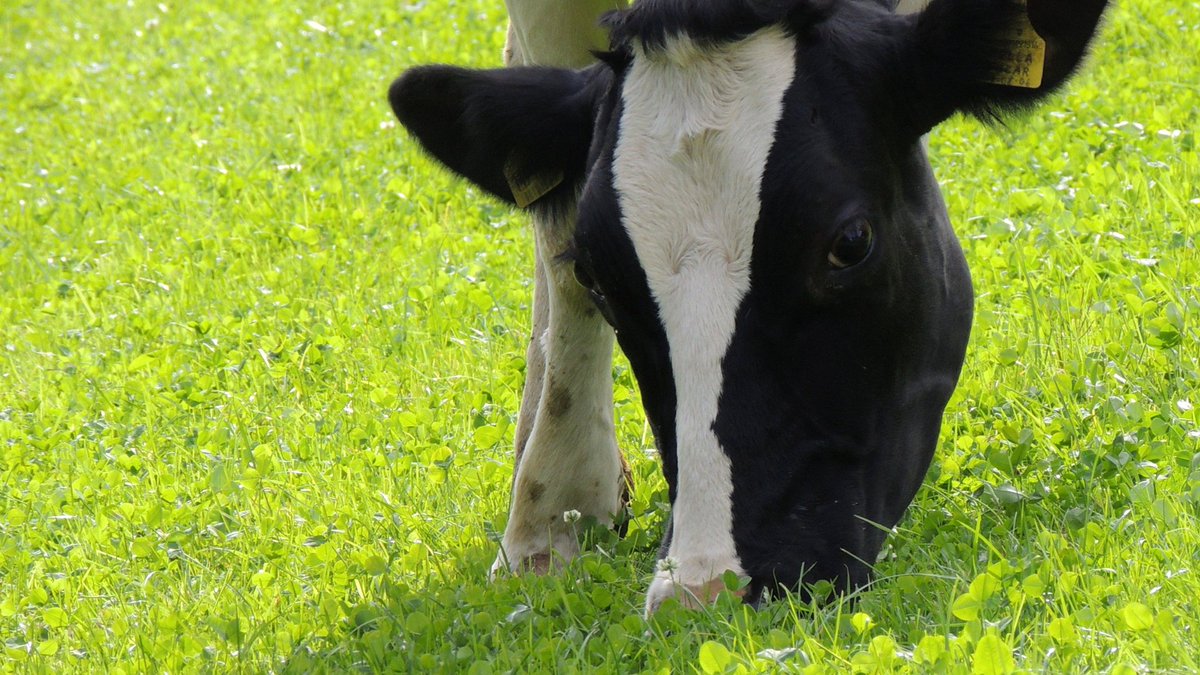 The latest Forage for Knowledge insights from <a href="/TheAHDB/">AHDB</a>  demonstrate the need for farmers to play close attention to the quality of their grass and forage.
Are your animals getting the minerals and vitamins they need?

ahdb.org.uk/news/forage-fo…